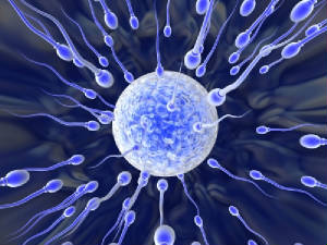 090709-sperm-egg-02.jpg