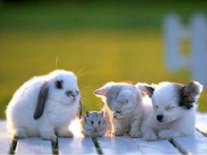 Animal_Friends_Wallpaper_vjqr6.jpg