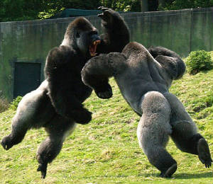 animals-fighting-4.jpg