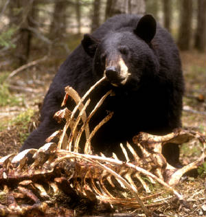 bear_at_moose_carcass.jpg