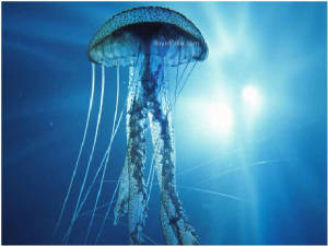 jellyfish-facts-1.jpg