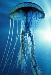 jellyfish.jpg